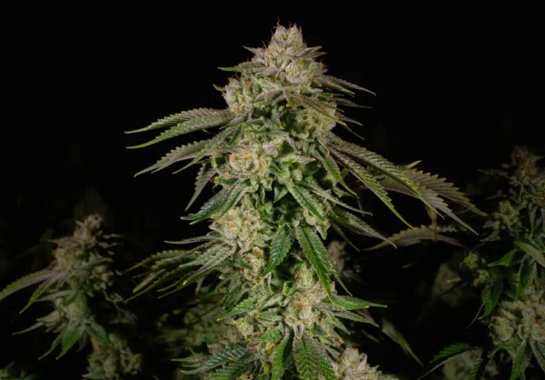 Jet Fuel OG Feminized Cannabis Seeds