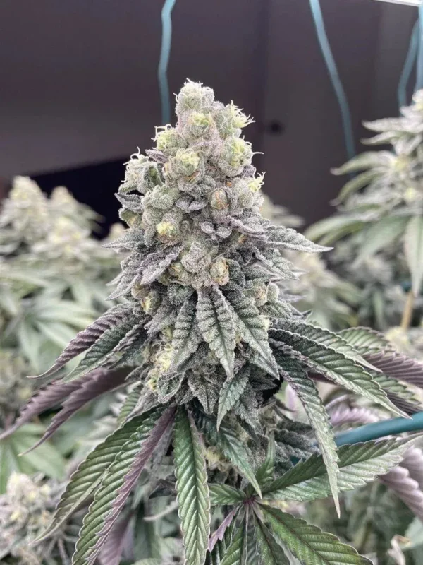 LA Kush Cake Feminized Cannabis Seeds