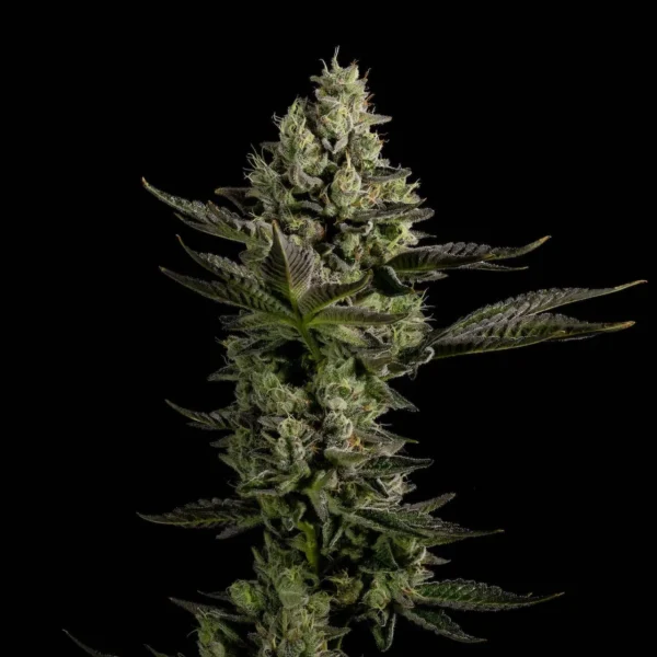 Lemon Betty Feminized Cannabis Seeds