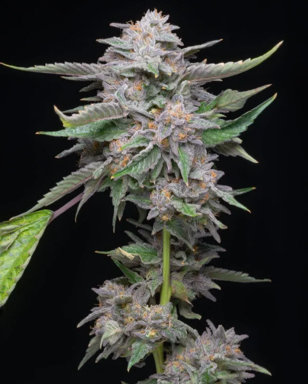 Platinum Lemon Cherry Gelato Feminized Cannabis Seeds