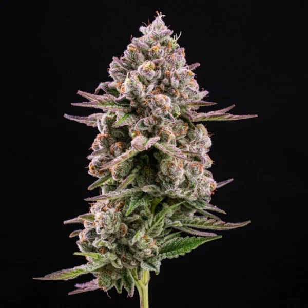 Papaya Cake Cannabis Seeds