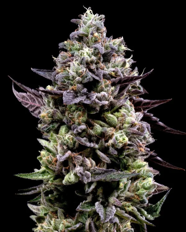 Renegade Squadron Cannabis Seeds (feminized)