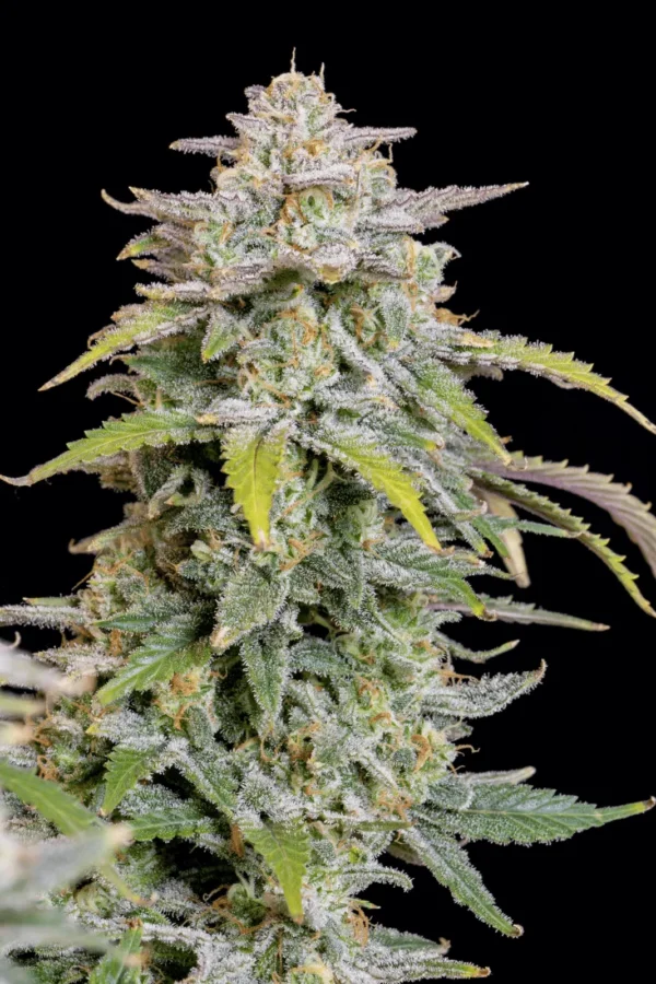 Runtz Feminized Cannabis Seeds