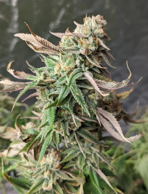 Slightly Stoopid Cannabis Seeds (feminized)