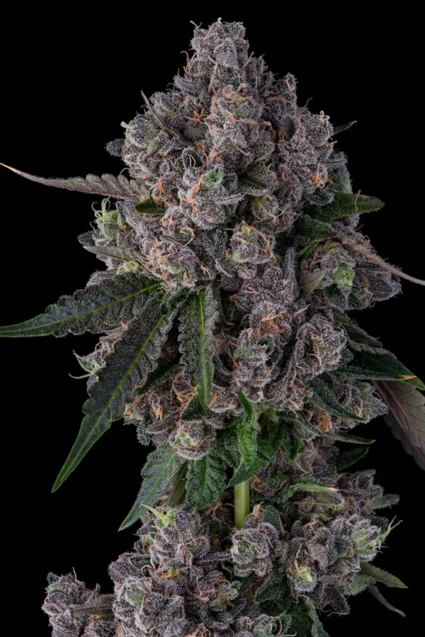 Tropical Dream Cannabis Seeds (feminized)