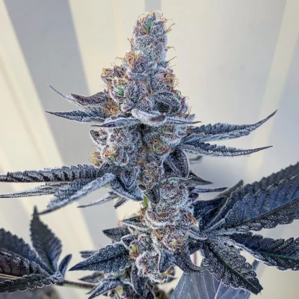 Unicorn Poop Feminized Cannabis Seeds