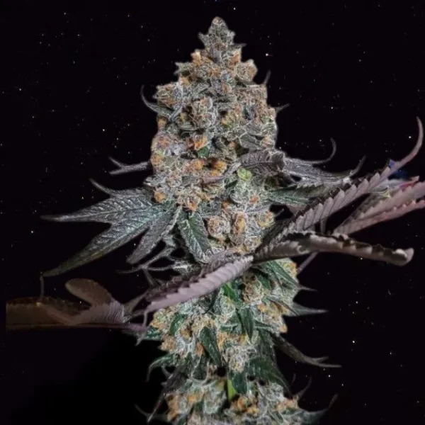 Mind Flayer Cannabis Seeds (feminized)