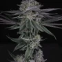 White Nightmare Feminized Cannabis Seeds