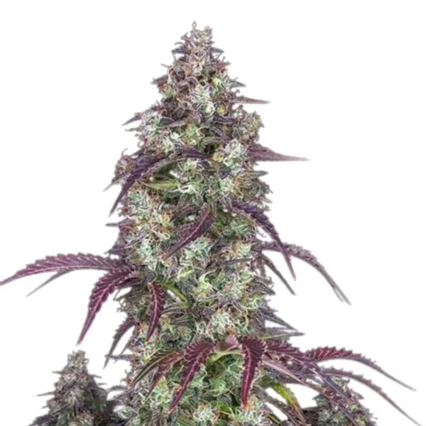 White Rainbow Feminized Cannabis Seeds