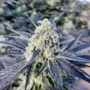 Willies Kush Cake Cannabis Seeds (Feminized)