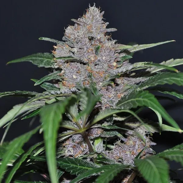 Blue Dream Feminized Cannabis Seeds