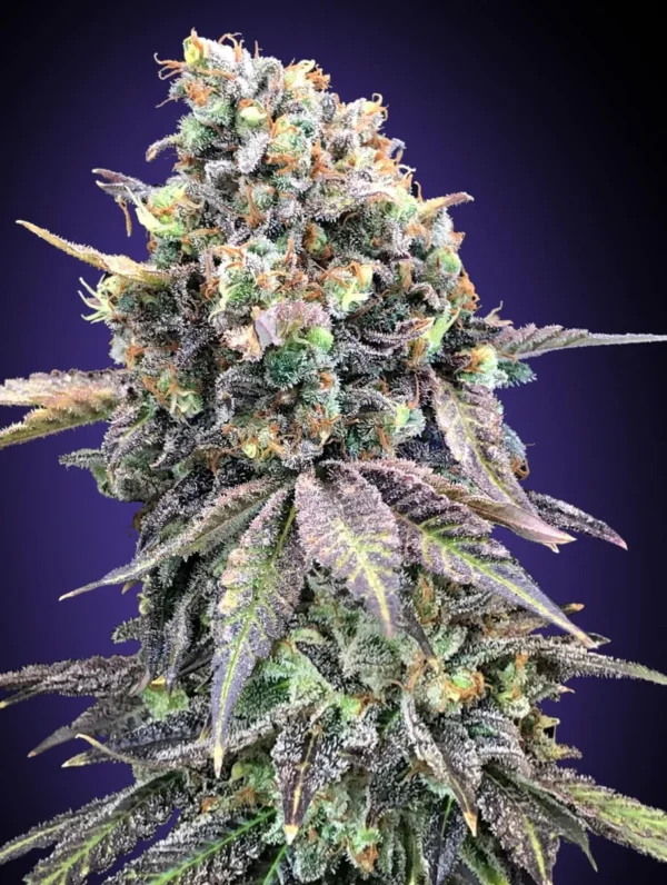 Cheetah Cake Seeds Cannabis Seeds (Feminized)