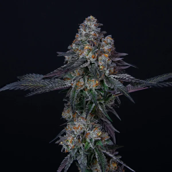 College Park Feminized Cannabis Seeds