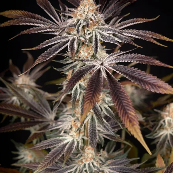 Dark Phoenix Cannabis Seeds