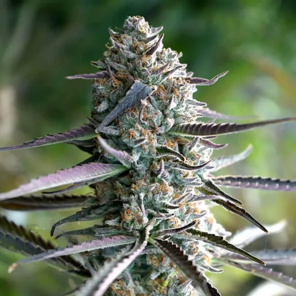 Sour Lemon Runtz Cannabis Seeds