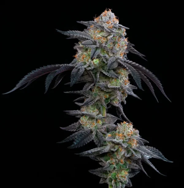 Sugar Cookies Cannabis Seeds (Feminized)